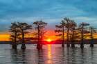 Bald cypress trees silhouetted at sunrise in southern swamp, Caddo Lake, Texas. Art Print